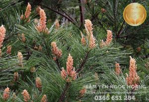 Thông Đỏ Hàn Quốc - Pinus densiflora